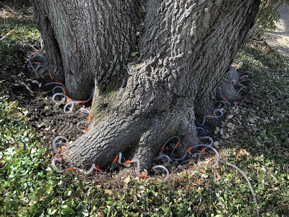 Detailed Tree Cabling and Bracing job site in Guilderland Center