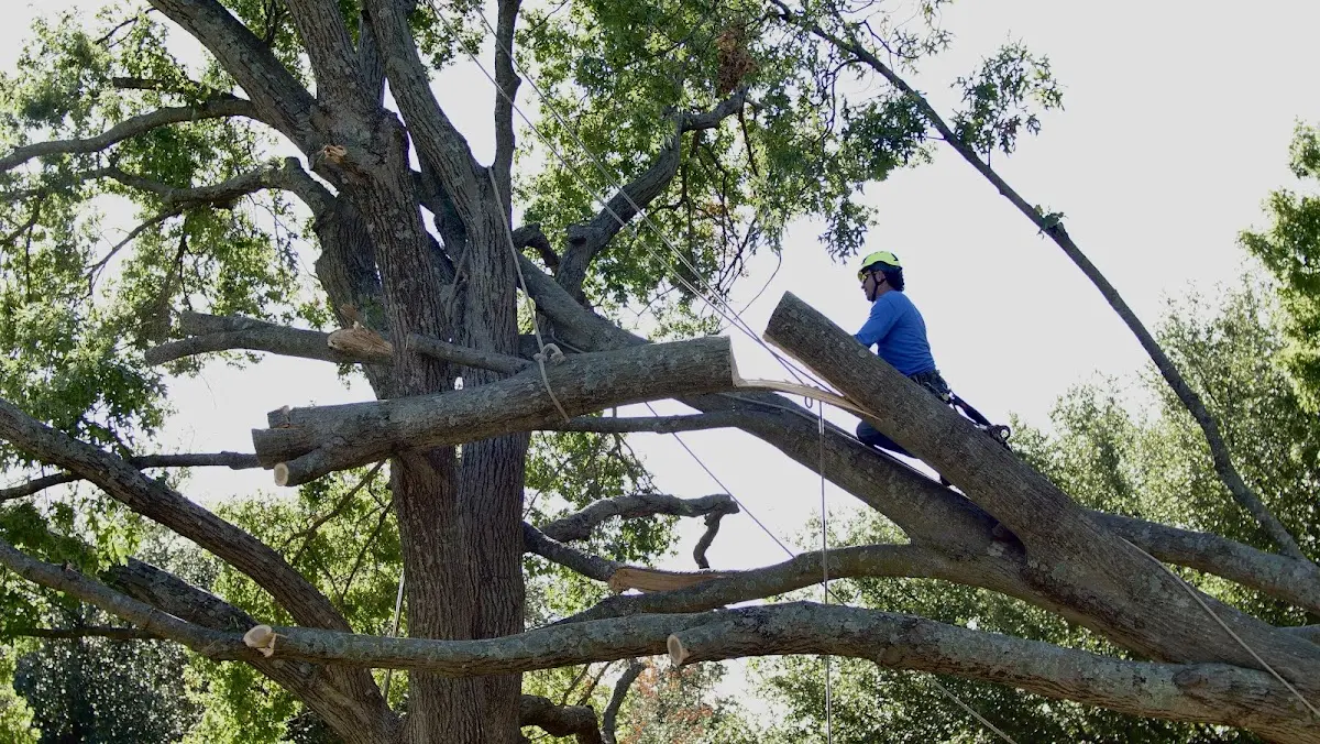 Professional Crown Thinning performed by certified arborists in Guilderland Center