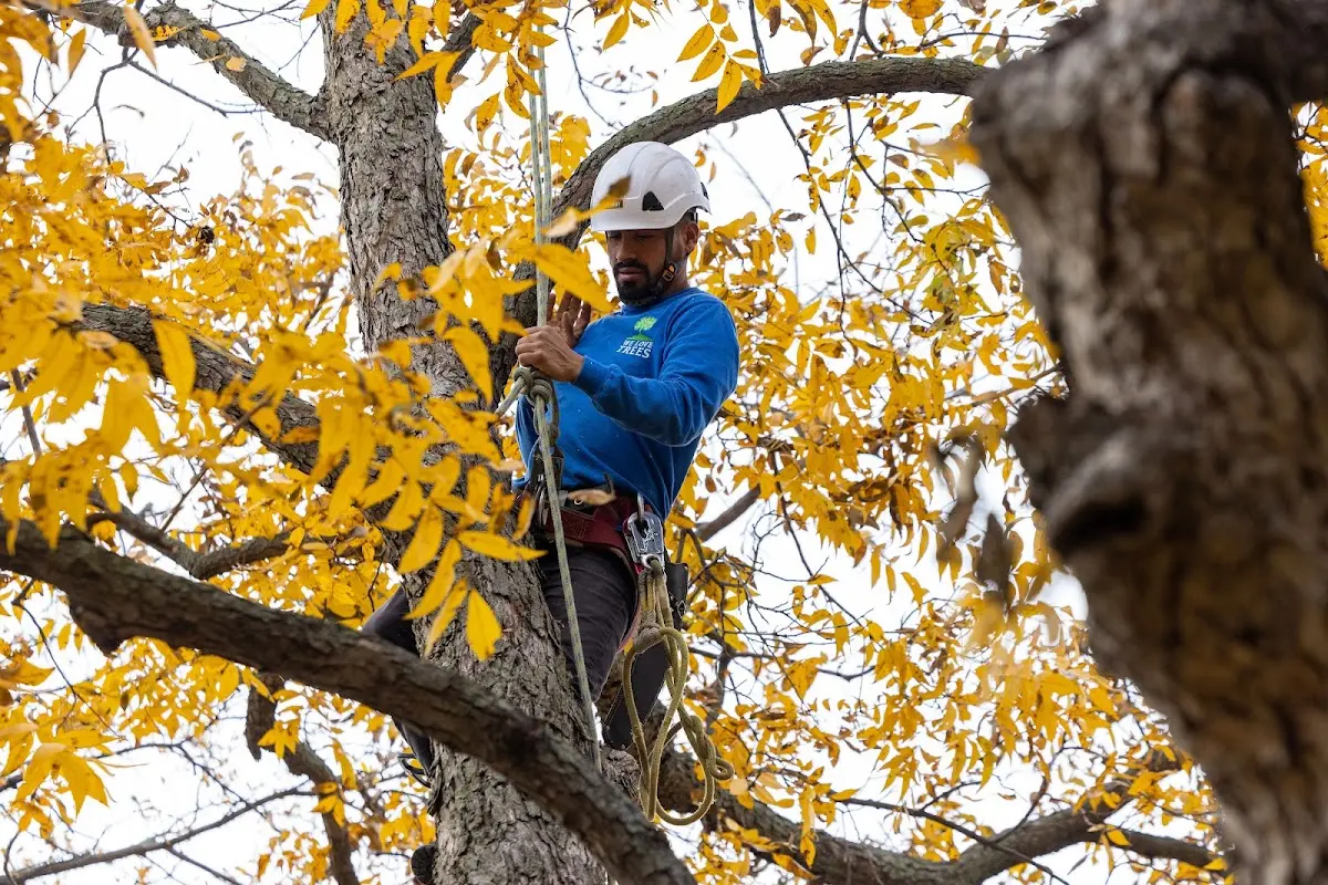 Skilled Tree Pruning crew working in Guilderland Center